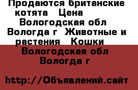 Продаются британские котята › Цена ­ 3 500 - Вологодская обл., Вологда г. Животные и растения » Кошки   . Вологодская обл.,Вологда г.